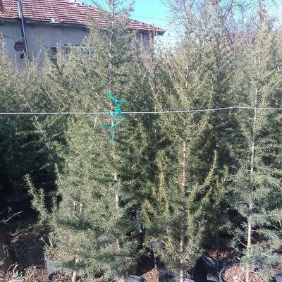 Cedar 4