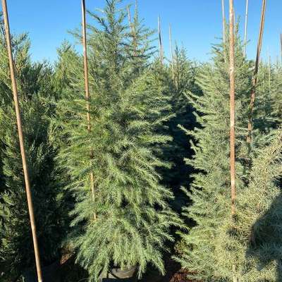Cedar 5