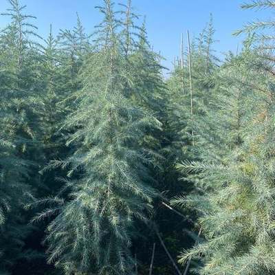Cedar 6