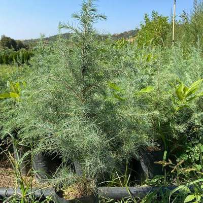 Cedar 7