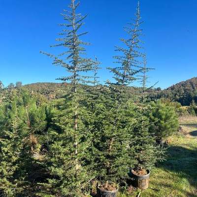 Cedar 8