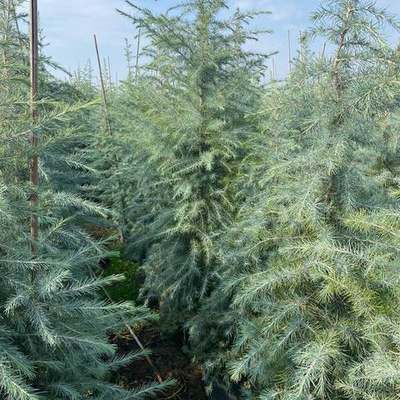 Cedar 10