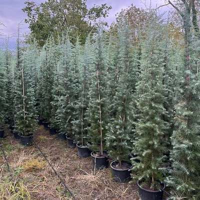Cedar 12