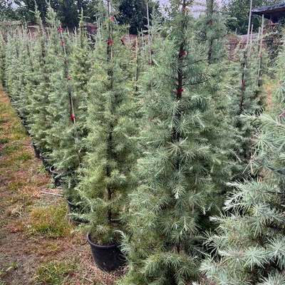 Cedar 14