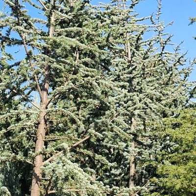 Cedar 18