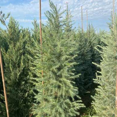 Cedar 20