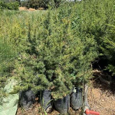 Cedar 23