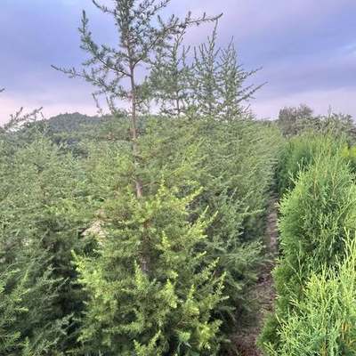 Cedar 26