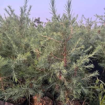 Cedar 28