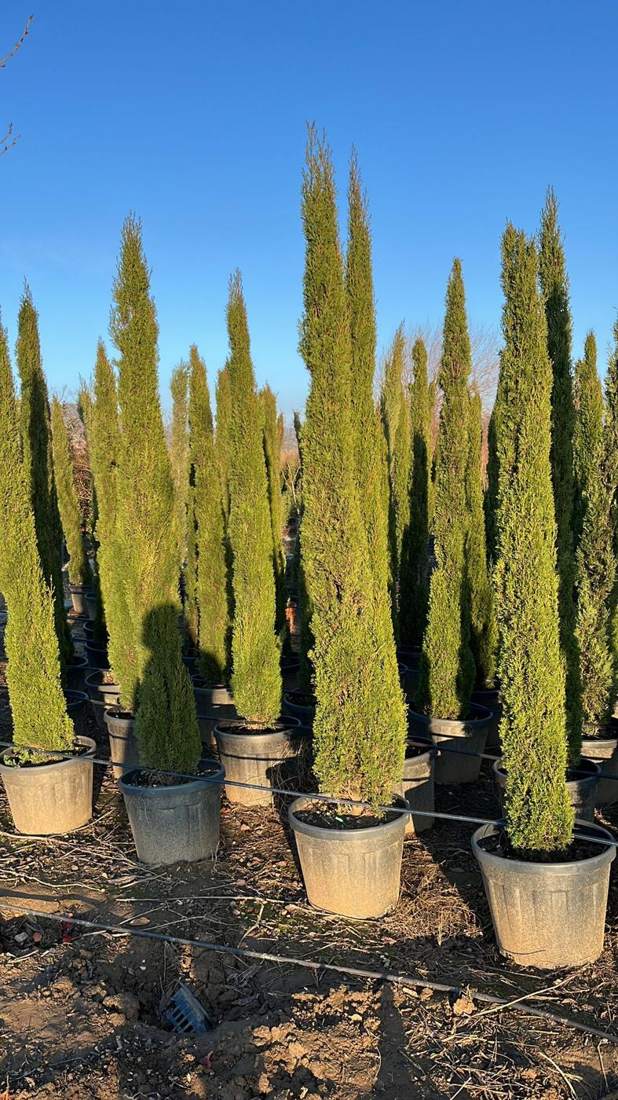 Italian Cypress (Cupressus sempervirens)
