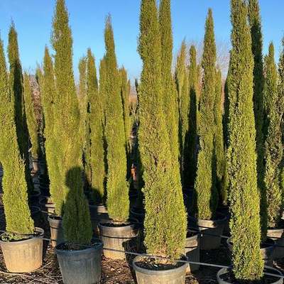 Italian Cypress (Cupressus sempervirens)