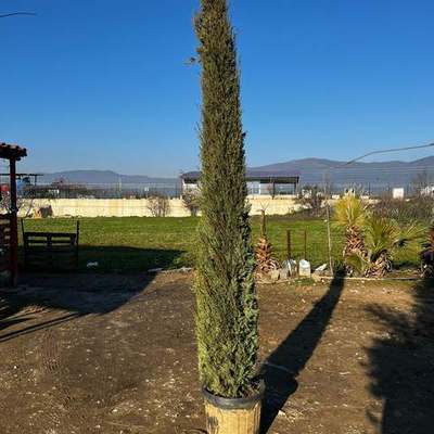 Italian Cypress 2