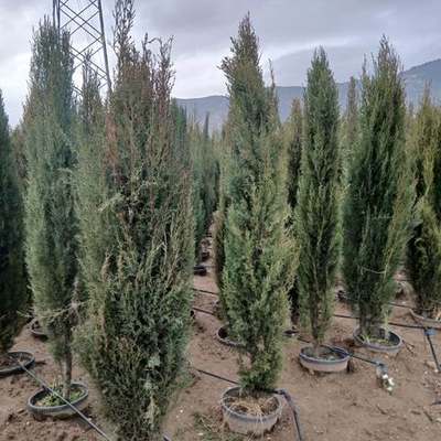 Italian Cypress 3
