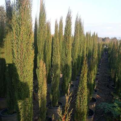 Italian Cypress 4