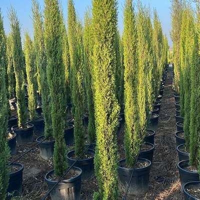 Italian Cypress 5