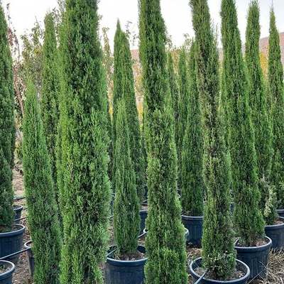 Italian Cypress 6