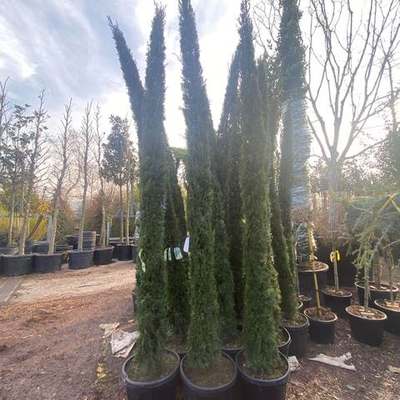 Italian Cypress 7