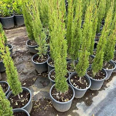 Italian Cypress 8