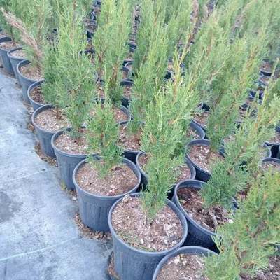 Italian Cypress 9
