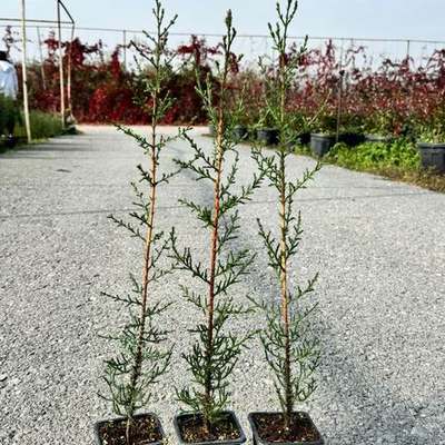 Italian Cypress 10