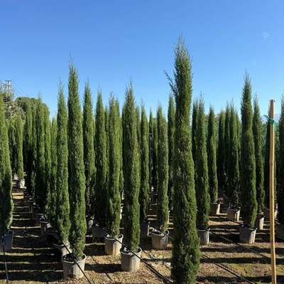 Italian Cypress 11
