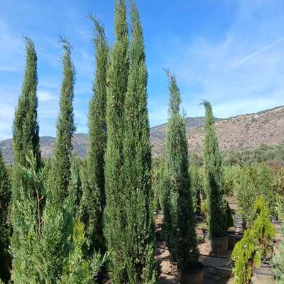 Italian Cypress 12