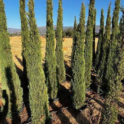 Italian Cypress 13