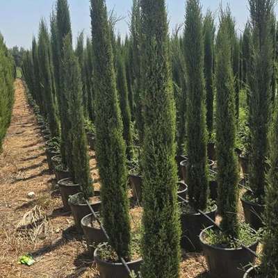 Italian Cypress 14