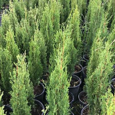 Italian Cypress 15