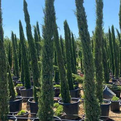 Italian Cypress 16