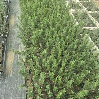 Italian Cypress 17