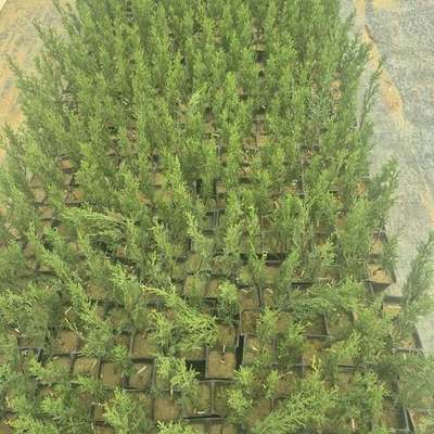Italian Cypress 18