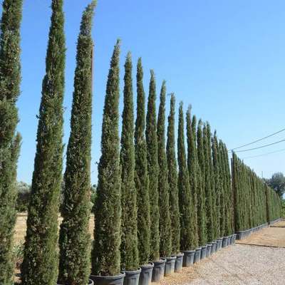 Italian Cypress 19