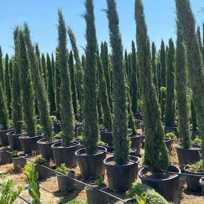 Italian Cypress 20