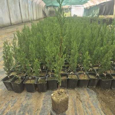 Italian Cypress 22