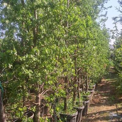 Sweetgum (Liquidambar) (Liquidambar orientalis, L. styraciflua)