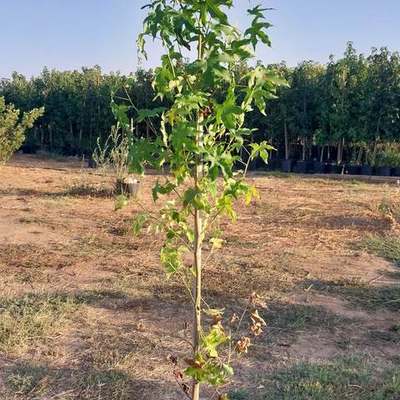 Sweetgum (Liquidambar) 2
