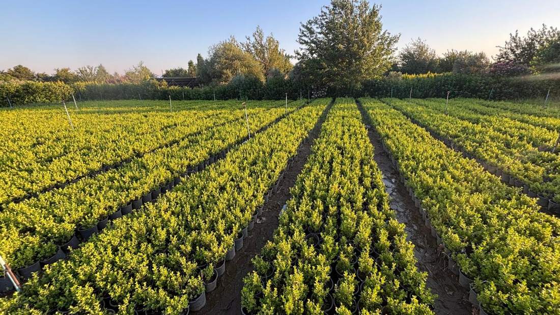 Boxwood (Buxus sempervirens, B. microphylla)