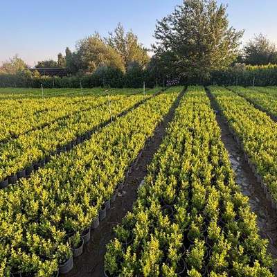 Boxwood (Buxus sempervirens, B. microphylla)