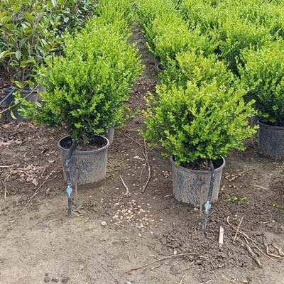 Boxwood 2