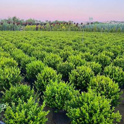 Boxwood 3