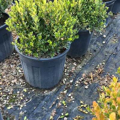 Boxwood 4