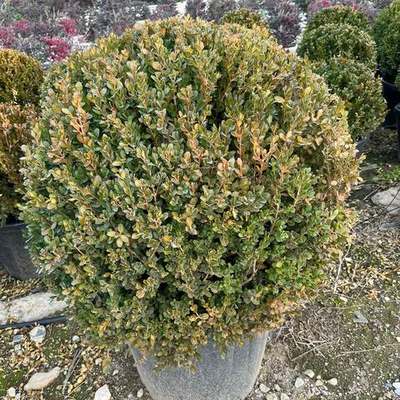 Boxwood 5