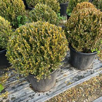 Boxwood 6