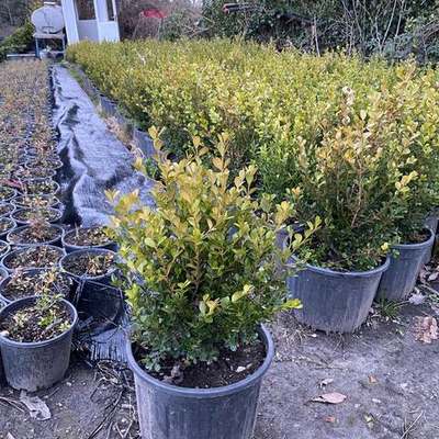 Boxwood 7