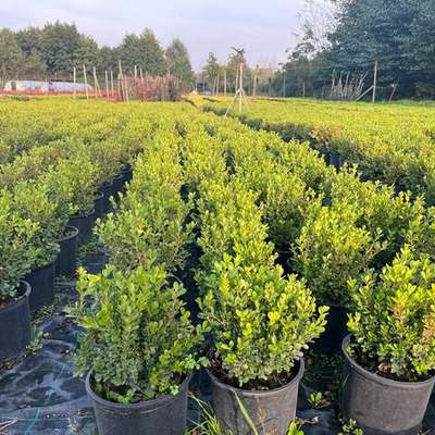 Boxwood 8