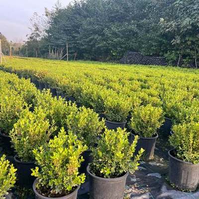 Boxwood 9