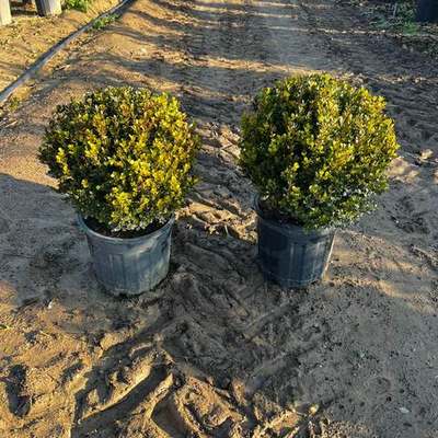 Boxwood 10