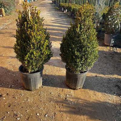 Boxwood 11