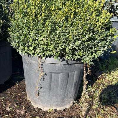 Boxwood 12